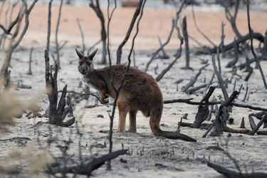 Un wallaby dans un paysage dévasté par les flammes. 