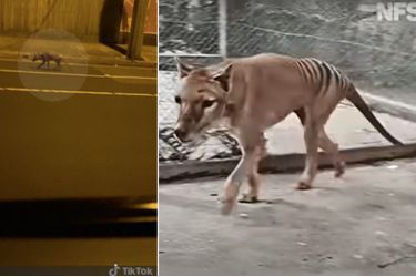 A gauche, une copie d&#039;écran de la créature filmée près de Melbourne. A droite, l&#039;image  colorisée d&#039;un thylacine filmé dans les années 30. 