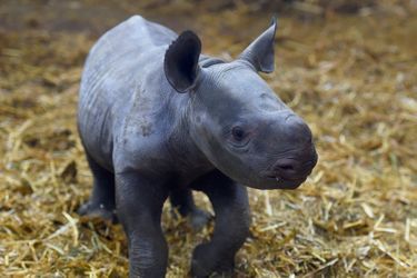 Le bébé rhinocéros noir né début décembre au zoo du Bassin d'Arcachon. 