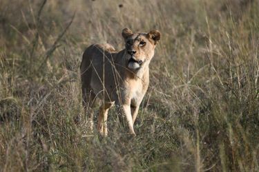 Un lion au Parc national de Nairobi au Kenya. 