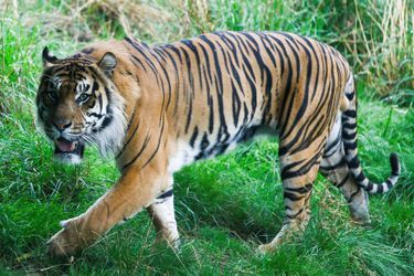 Un tigre de Sumatra (photo d'illustration)