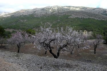Dans une zone de quarantaine entourant un arbre infecté par xylella fastidiosa, en Espagne.