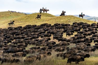 Far West : tête-à-tête avec les bisons