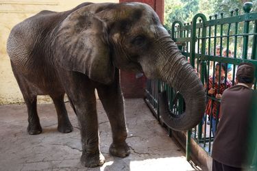 Naïma était le dernier spécimen d&#039;éléphant d&#039;Afrique du zoo de Guizeh.