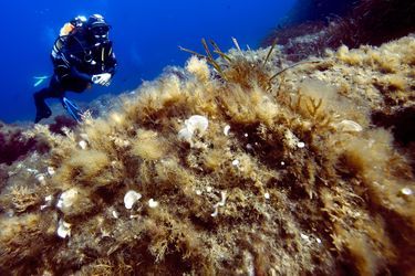 Des coraux morts au fond de la Méditerranée. 