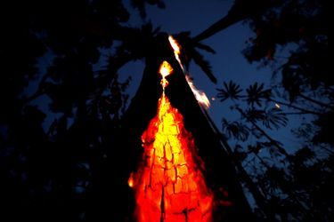 Un arbre qui brûle dans la forêt amazonienne.