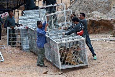 Tigre enfermé dans une cage à Wat Pha Luang Ta Bua en Thaïlande.