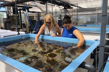 Amber Whittle, responsable de la conservation à l'aquarium, a fait pondre du corail atlantique en laboratoire.