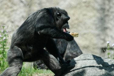 Ici un chimpanzé d&#039;un zoo de Munich. 