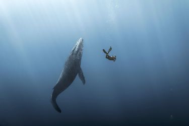 Un baleineau joue avec le freediver Romain Dorard, devant l&#039;objectif de Sébastien Pontoizeau, à la Réunion.