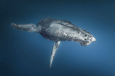 Rencontre avec les baleines à bosse à la Réunion.