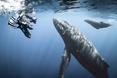 Rencontre avec les baleines à bosse à la Réunion.