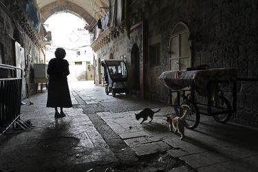Jérusalem compterais près de 2000 chats au kilomètre carré, soit 240 000 chats pour une ville de plus de 900 000 habitants...
