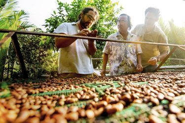 Samuel Maruta  (à gauche) et Vincent Mourou (à droite)  en train de sélectionner  leurs fèves dans la jungle vietnamienne.