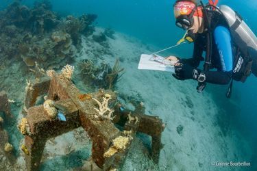 Cinzia, scientifique italienne, mesure et relève la croissance des coraux.