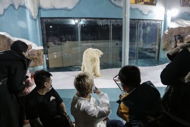 Les ours sont photographiés par de nombreux visiteurs sous une forte lumière artificielle. 