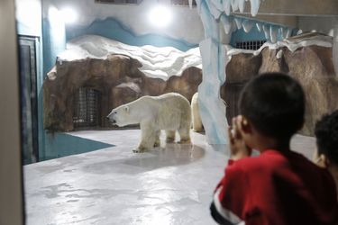 Un enfant devant un ours.