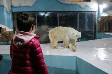 Les ours polaires dans le Harbin Polarland.