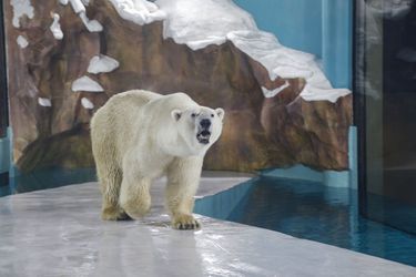 "Que vous mangiez, jouiez ou dormiez, les ours polaires vous tiendront compagnie", a fait valoir jeudi le Harbin Polarland.
