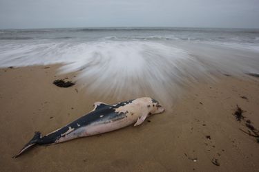 Illustration d'un dauphin mort en Bretagne.