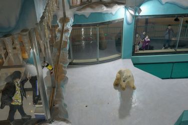Les deux ours polaires dans l&#039;hôtel du Harbin Polarland, à Harbin, en Chine.