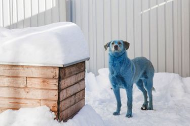 Quelques chiens bleus ont été recueillis à la clinique vétérinaire Zoozachita pour subir des tests afin de déterminer l&#039;impact de leur nouveau pelage sur leur état de santé. 
