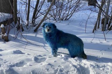 Les premières images de chiens bleus diffusées sur les réseaux sociaux.