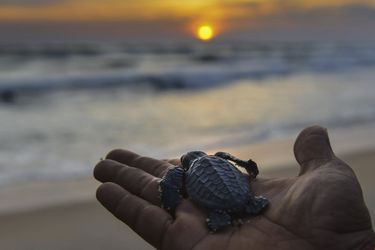 Une tortue de mer, en Indonésie.