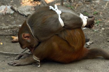 Un singe capturé à Bombay, en Inde.