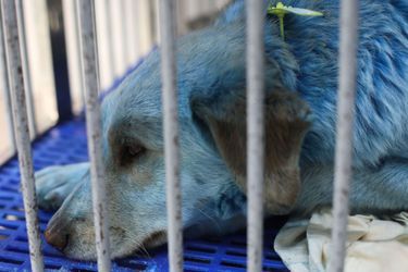 Quelques chiens bleus ont été recueillis à la clinique vétérinaire Zoozachita pour subir des tests afin de déterminer l&#039;impact de leur nouveau pelage sur leur état de santé. 