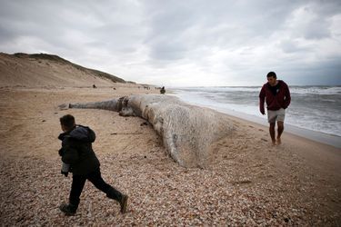 La dépouille de la baleine de 17 mètres de long sur une plage d’Ashkelon, en Israël.