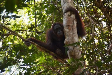 Les orangs-outans ont été transportés par hélicoptère dans des cages spécialement aménagées. Après l'atterrissage, ils ont été transférés sur un bateau pour une courte traversée avant d'arriver à leur destination: l'aire forestière protégée de Bukit Batikap, dans la province du Kalimantan central. 
