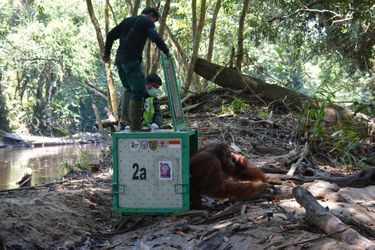 Les orangs-outans ont été transportés par hélicoptère dans des cages spécialement aménagées. Après l'atterrissage, ils ont été transférés sur un bateau pour une courte traversée avant d'arriver à leur destination: l'aire forestière protégée de Bukit Batikap, dans la province du Kalimantan central. 