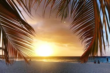 7e: Eagle Beach Palm, Aruba (Pays Bas)