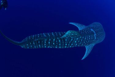 Des plongeurs de Submaldives ont sauvé un requin-baleine pris au piège dans un sac à gravats.