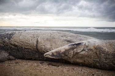 La dépouille de la baleine de 17 mètres de long sur une plage d’Ashkelon, en Israël.