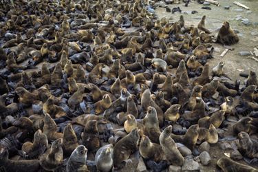 « Un mâle devant à un troupeau de femelles : sur les îles Pribilof, chaque année un troupeau de 125 000 phoques vient se reproduire. » - Paris Match n°1063, 20 septembre 1969