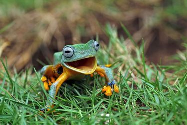 Une série de photos a immortalisé la «joie» d'une grenouille hydratée par son propriétaire après une échappée belle. 