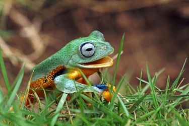 Une série de photos a immortalisé la «joie» d'une grenouille hydratée par son propriétaire après une échappée belle. 
