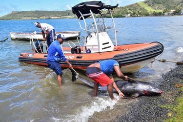 Un dauphin échoué sur les côtes mauriciennes. 