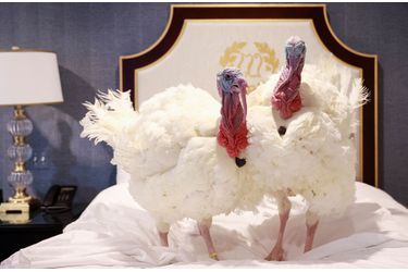 Les deux dindes sélectionnées pour être graciées par le président des Etats-Unis pour Thanksgiving sont arrivées à Washington. 