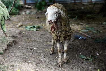 Un mouton blessé par un bombardement à Goranboy, dans le Nagorny Karabakh, le 8 octobre 2020.
