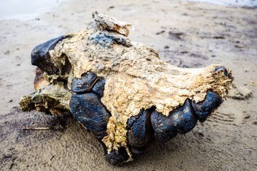 Le squelette de mammouth découvert dans le lac Pechevalavato, en Sibérie 