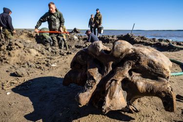 Le squelette de mammouth découvert dans le lac Pechevalavato, en Sibérie 