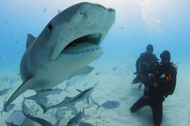 Will Smith nage avec les requins aux Bahamas, en août 2020.