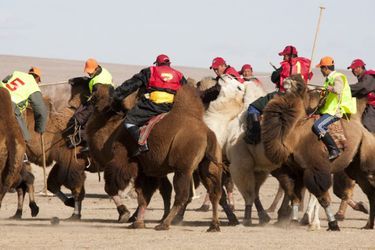 Paysage de Mongolie : match de polo en chameaux.