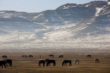 Paysage de Mongolie : chevaux dans la steppe mongole.