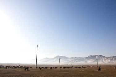 Paysage de Mongolie : chevaux dans la steppe mongole.