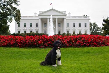 Bo, le chien des Obama, en septembre 2012.