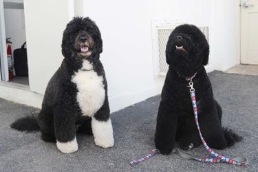 Bo et Sunny, les chiens des Obama, en avril 2015.